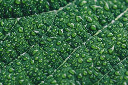 Water Drops On Leaf Photo
