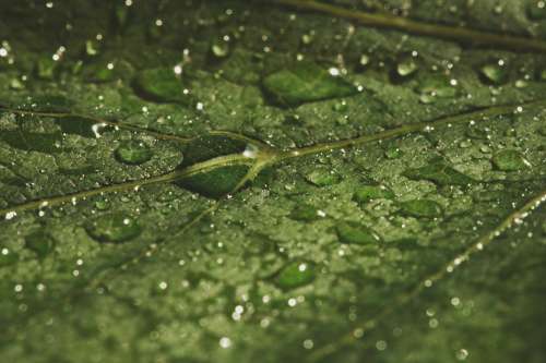 Wet Green Leaf Texture Photo
