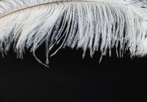 White Feather Hanging Over A Black Background Photo