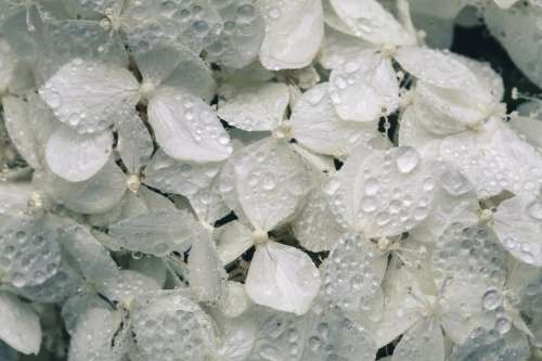 White Hydrangea Blossoms With Water Photo