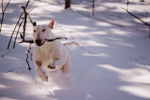 White Pup Playing Winter Fetch Photo