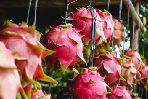 Pitaya dragon fruit at a market in Philippines
