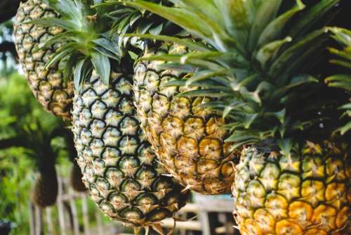Tropical pineapples at a market