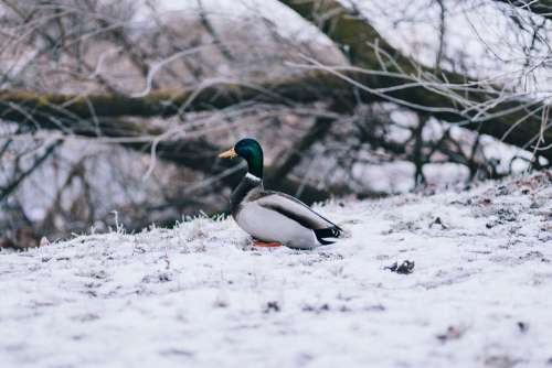 Winter duck