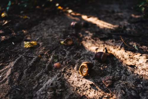 Acorns in the forest