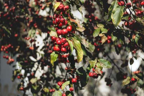 Apple tree