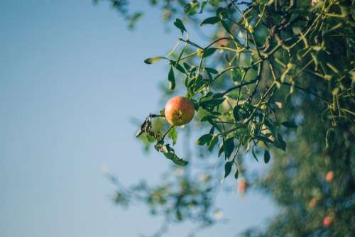 Apple tree and mistletoe