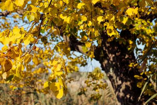 Autumn linden tree