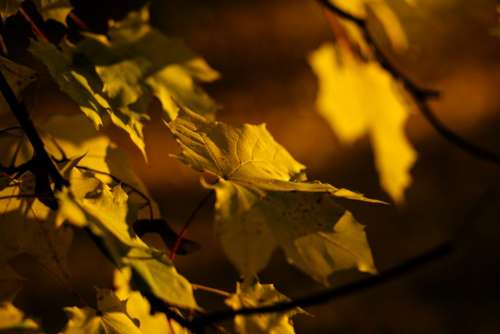 Autumn maple tree 2