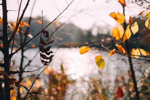 Autumn tree twigs by the lake