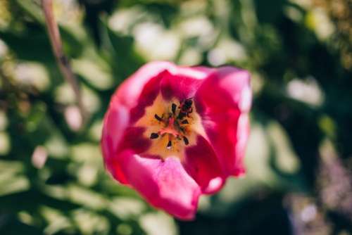 A bee inside a tulip