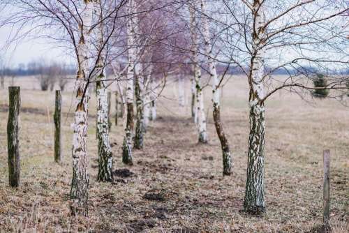 Birches in autumn