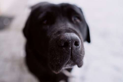 Black labrador nose closeup