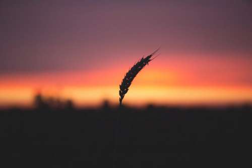 Blade of wheat in twilight