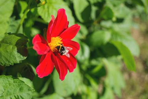 Bumblebee on the red flower