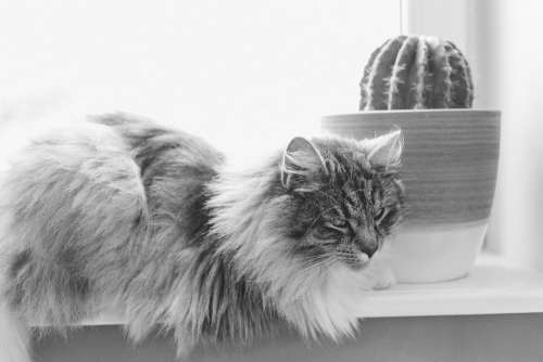 Cat and cactus 2