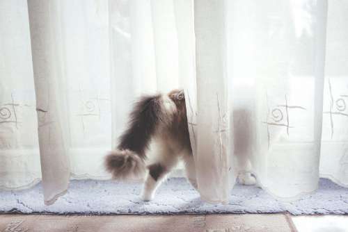A cat behind the curtain