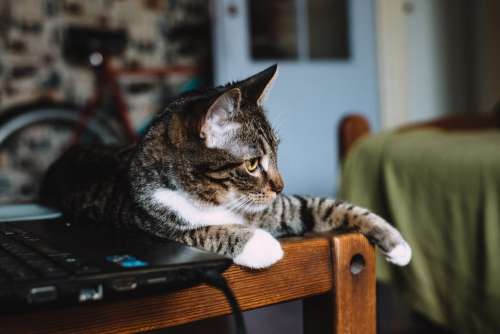 Cat sitting on a desk 2