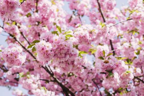 Cherry blossom tree