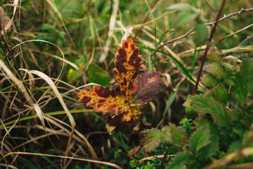 Colorful autumn leaf