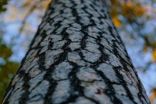 Colorful tree trunk