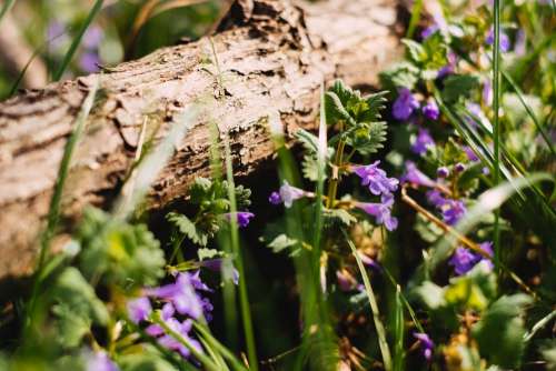 Common bugloss 2