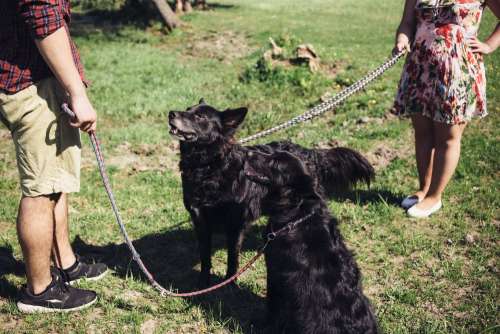 A couple with two dogs