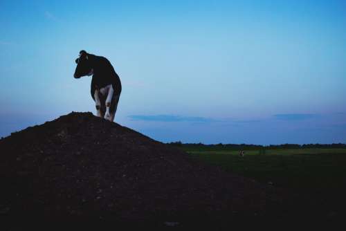 Cow on a gravel hill
