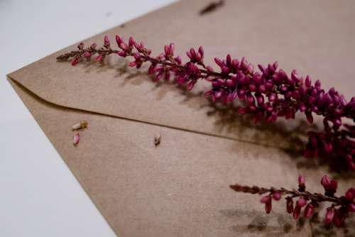 Craft envelope with dried flowers closeup