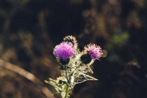 Dew on a purple thistle