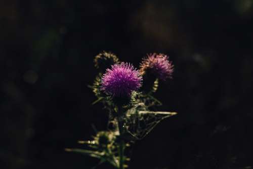 Dew on a purple thistle 2