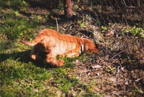 Digging dog