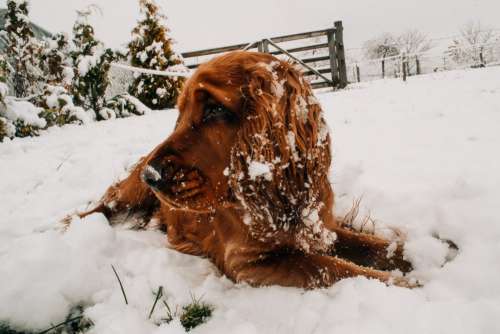 Dog lying in snow