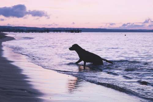 Dog playing in the sea