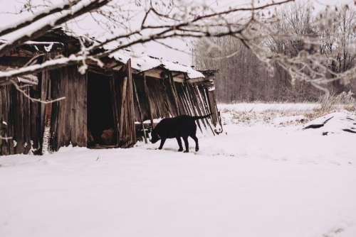 A dog walking towards a wooden shed in the countryside 2