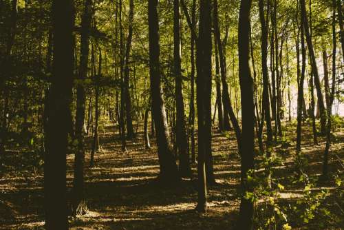 European temperate deciduous forest