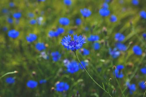 Field of cornflowers