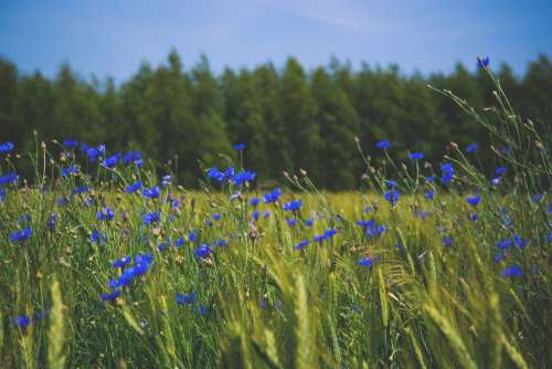 Field of cornflowers 3