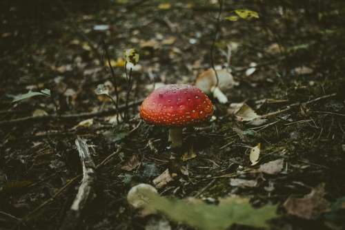 Fly agaric mushroom growing in the forest