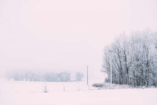 Foggy winter day in the field