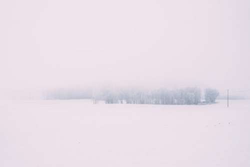 Foggy winter day in the field 2