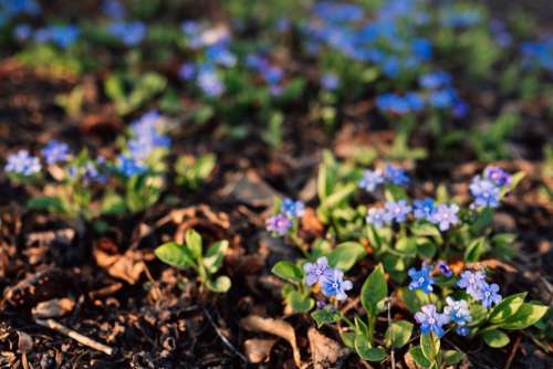 Forget me nots 3
