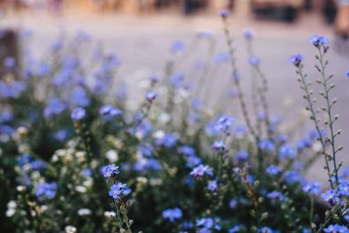 Forget-me-nots 4