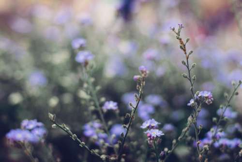 Forget-me-nots 7