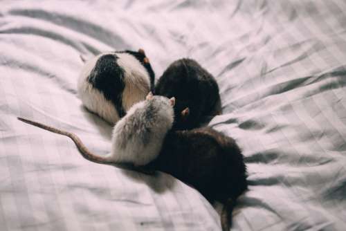 Four rats in bed sheets