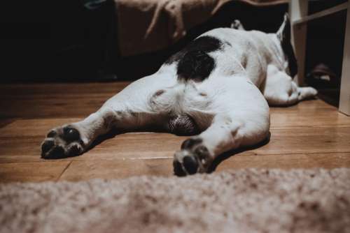 French Bulldog lying on the floor