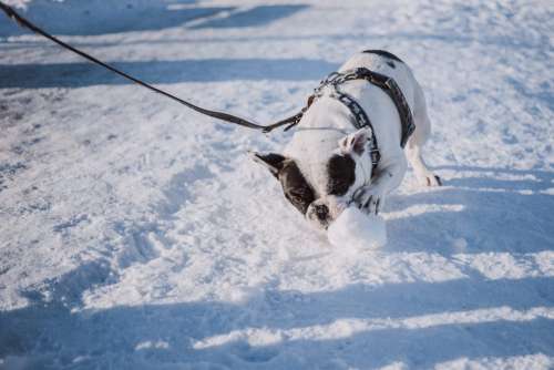 French Bulldog playing with snow