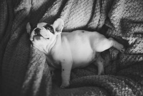 French bulldog sleeping