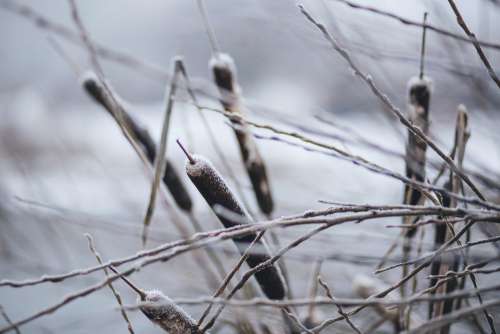 Frozen cattails