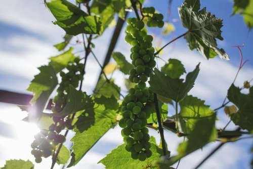 Green grapes 3